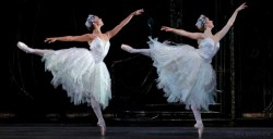 swanlake3